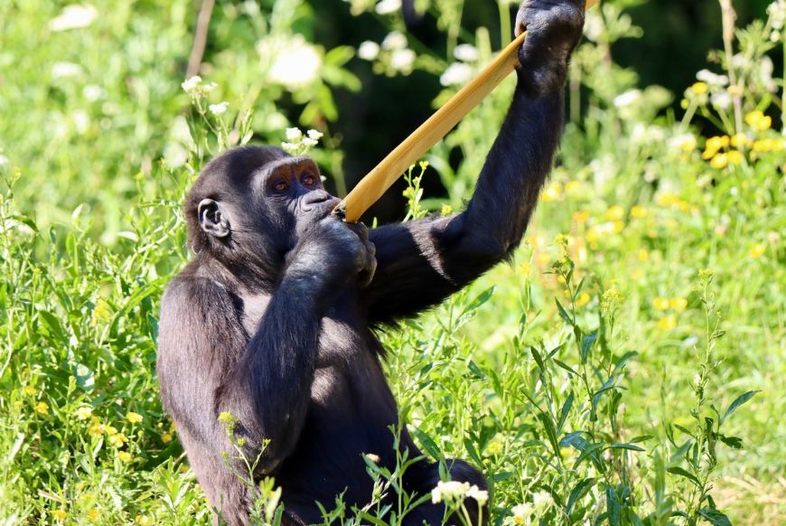 Bristol gorilla with enrichment credit Corey Hawkins
